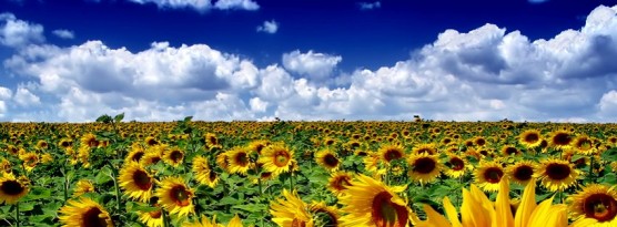 sunflower-field.jpg